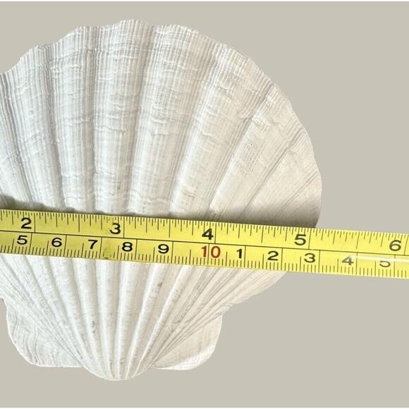 Seashells 2 Large & 2 Smaller Ones Estate Sale Find Very Beautiful - Lot Of 4 - Picture 12 of 16